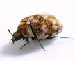 Carpet Beetle (anthrenus verbasci)